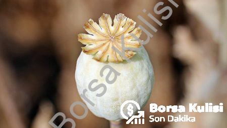 Başlık: Minoset Plus ()