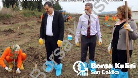 Dalaman’da Tarım Hamlesi: Cezaevi Arazisine Sakız Ağaçları Dikildi