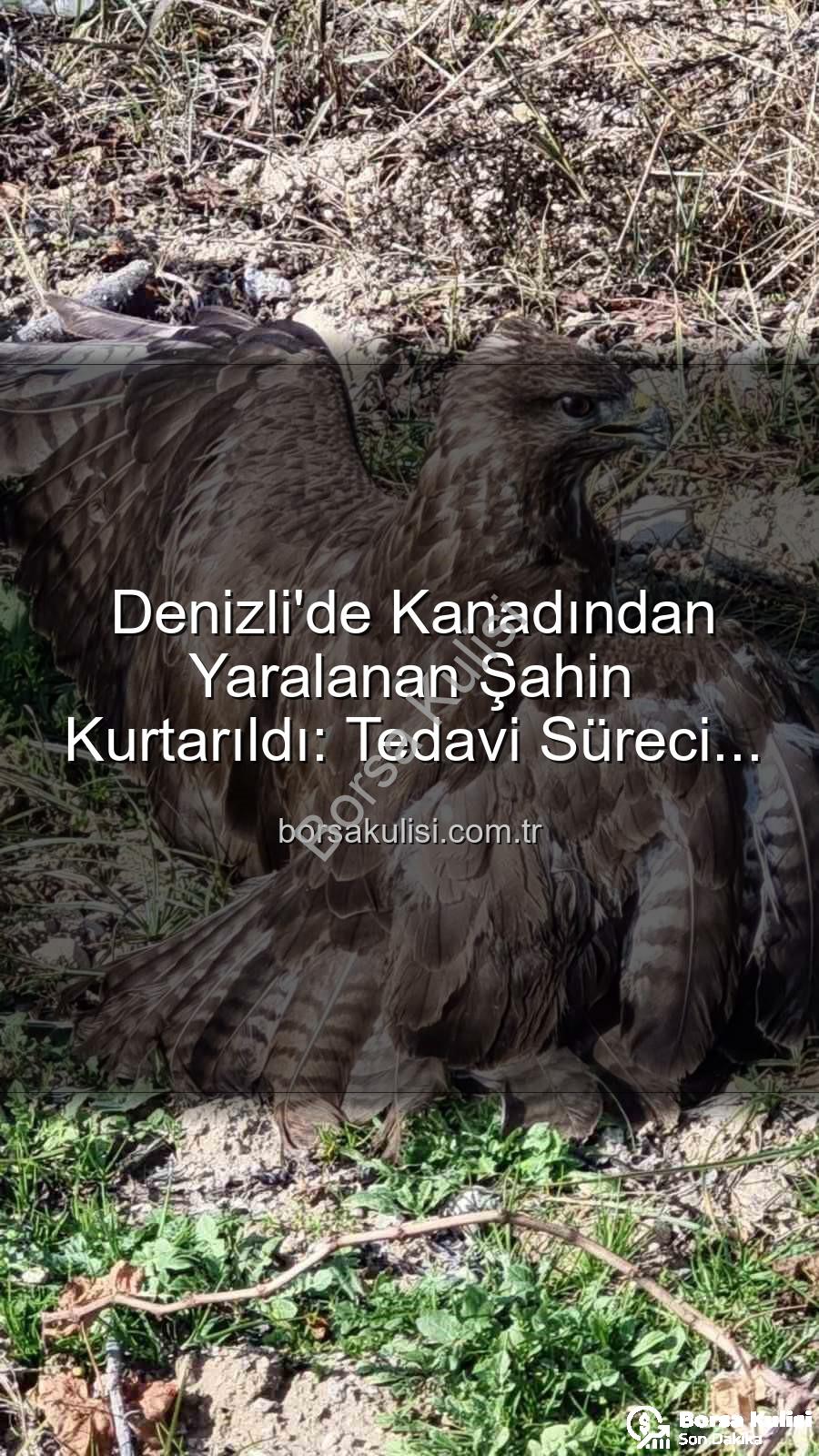 yaralı şahin - Denizli'de Kanadından Yaralanan Şahin Kurtarıldı: Tedavi Süreci Başladı