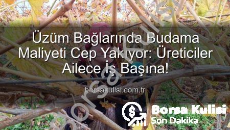 Üzüm Bağlarında Budama Maliyeti Cep Yakıyor: Üreticiler Ailece İş Başına!