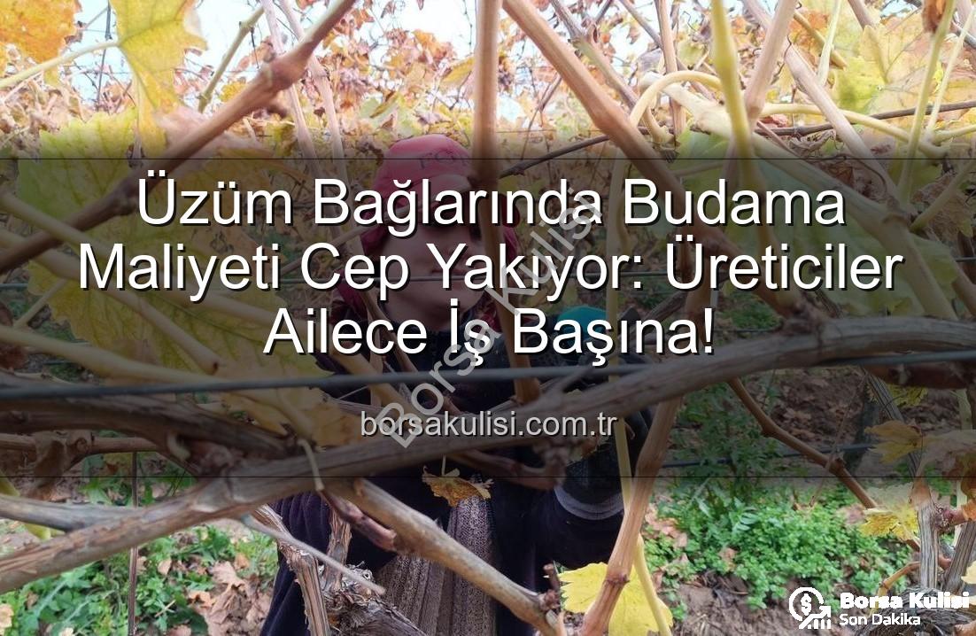 budama maliyeti - Üzüm Bağlarında Budama Maliyeti Cep Yakıyor: Üreticiler Ailece İş Başına!