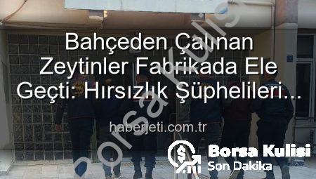 Aydın’da Zeytin Hırsızlığı: Bahçeden Fabrikaya Uzanan Zincir Kırıldı, Şüpheliler Yakalandı