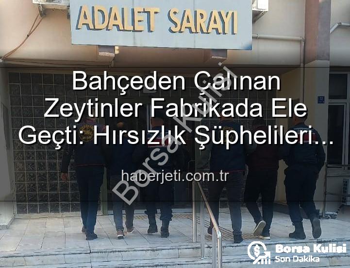 zeytin hırsızlığı - Aydın'da Zeytin Hırsızlığı: Bahçeden Fabrikaya Uzanan Zincir Kırıldı, Şüpheliler Yakalandı