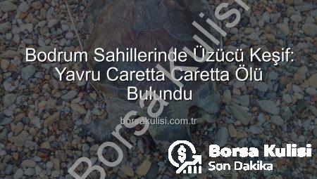 Bodrum Sahillerinde Üzücü Keşif: Yavru Caretta Caretta Ölü Bulundu