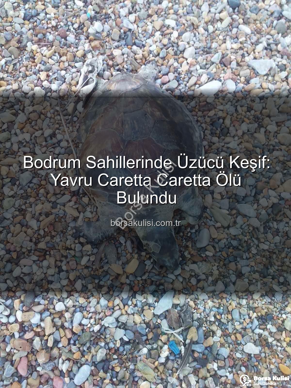 yavru caretta caretta - Bodrum Sahillerinde Üzücü Keşif: Yavru Caretta Caretta Ölü Bulundu