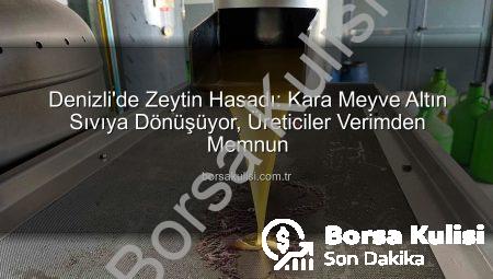 Denizli’de Zeytin Hasadı: Kara Meyve Altın Sıvıya Dönüşüyor, Üreticiler Verimden Memnun