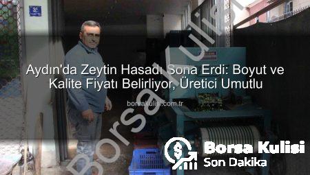 Aydın’da Zeytin Hasadı Sona Erdi: Boyut ve Kalite Fiyatı Belirliyor, Üretici Umutlu