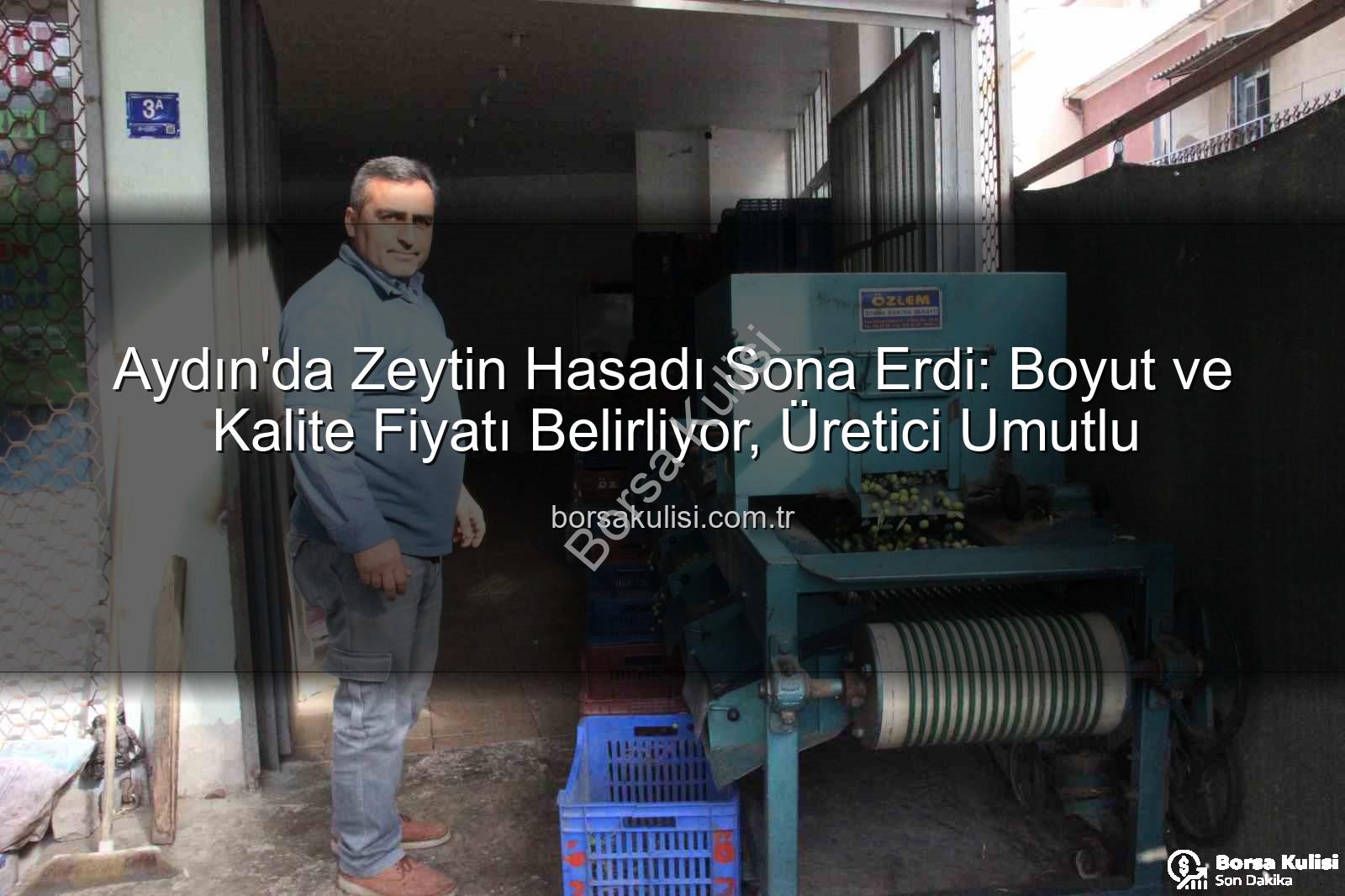 zeytin hasadı - Aydın'da Zeytin Hasadı Sona Erdi: Boyut ve Kalite Fiyatı Belirliyor, Üretici Umutlu