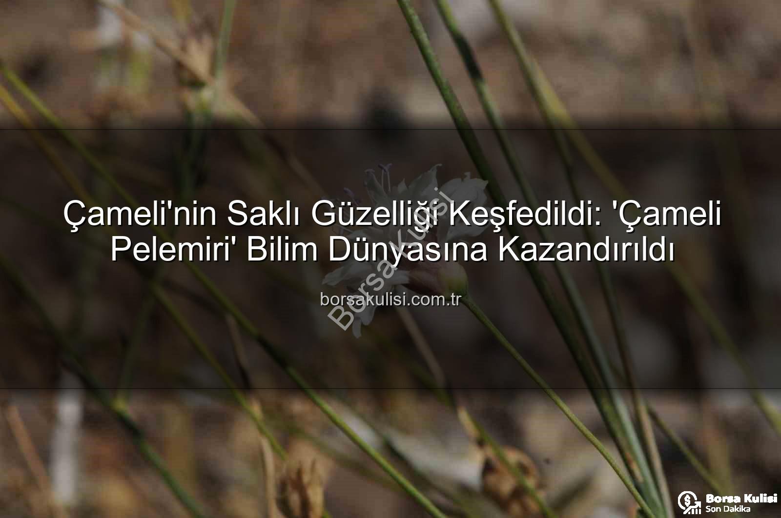 Çameli pelemiri - Çameli'nin Saklı Güzelliği Keşfedildi: 'Çameli Pelemiri' Bilim Dünyasına Kazandırıldı
