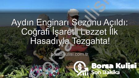 Aydın Enginarı Sezonu Açıldı: Coğrafi İşaretli Lezzet İlk Hasadıyla Tezgahta!