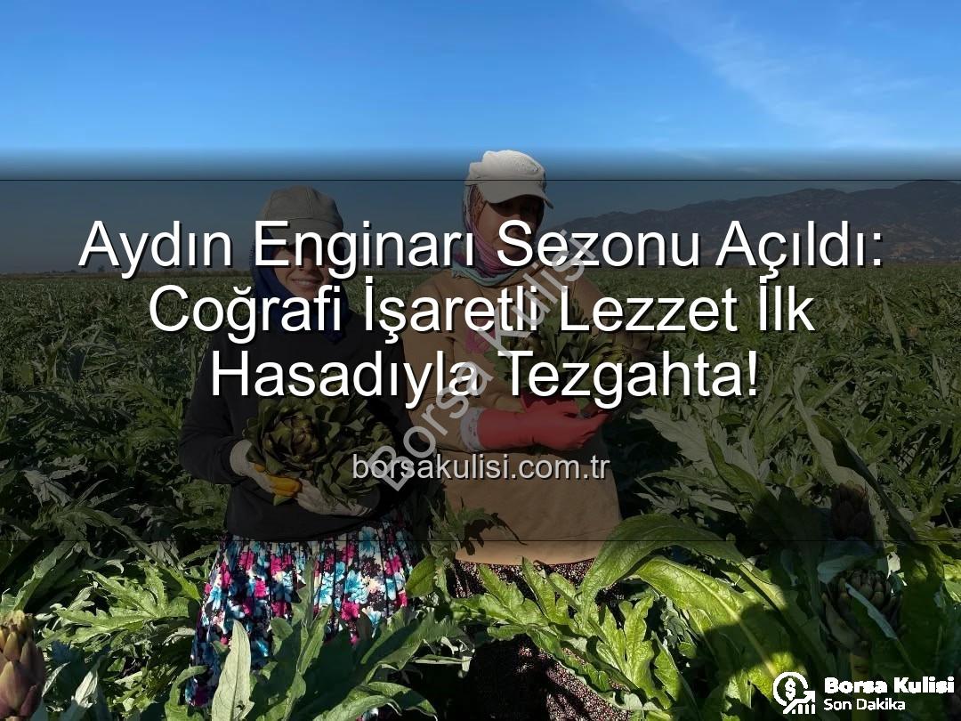 Aydın Enginarı - Aydın Enginarı Sezonu Açıldı: Coğrafi İşaretli Lezzet İlk Hasadıyla Tezgahta!