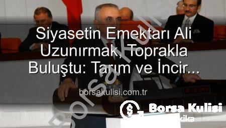 Siyasetin Emektarı Ali Uzunırmak, Toprakla Buluştu: Tarım ve İncir Üretimiyle Yorgunluğunu Atıyor