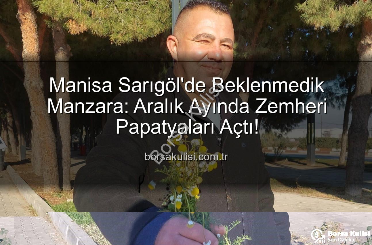 zemheri papatyaları - Manisa Sarıgöl'de Beklenmedik Manzara: Aralık Ayında Zemheri Papatyaları Açtı!