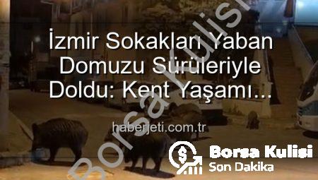 İzmir’in Sokakları Yaban Domuzu Sürüleriyle Doldu: Vatandaşlar Tedirgin