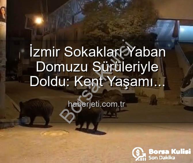 yaban domuzu sürüsü - İzmir'in Sokakları Yaban Domuzu Sürüleriyle Doldu: Vatandaşlar Tedirgin